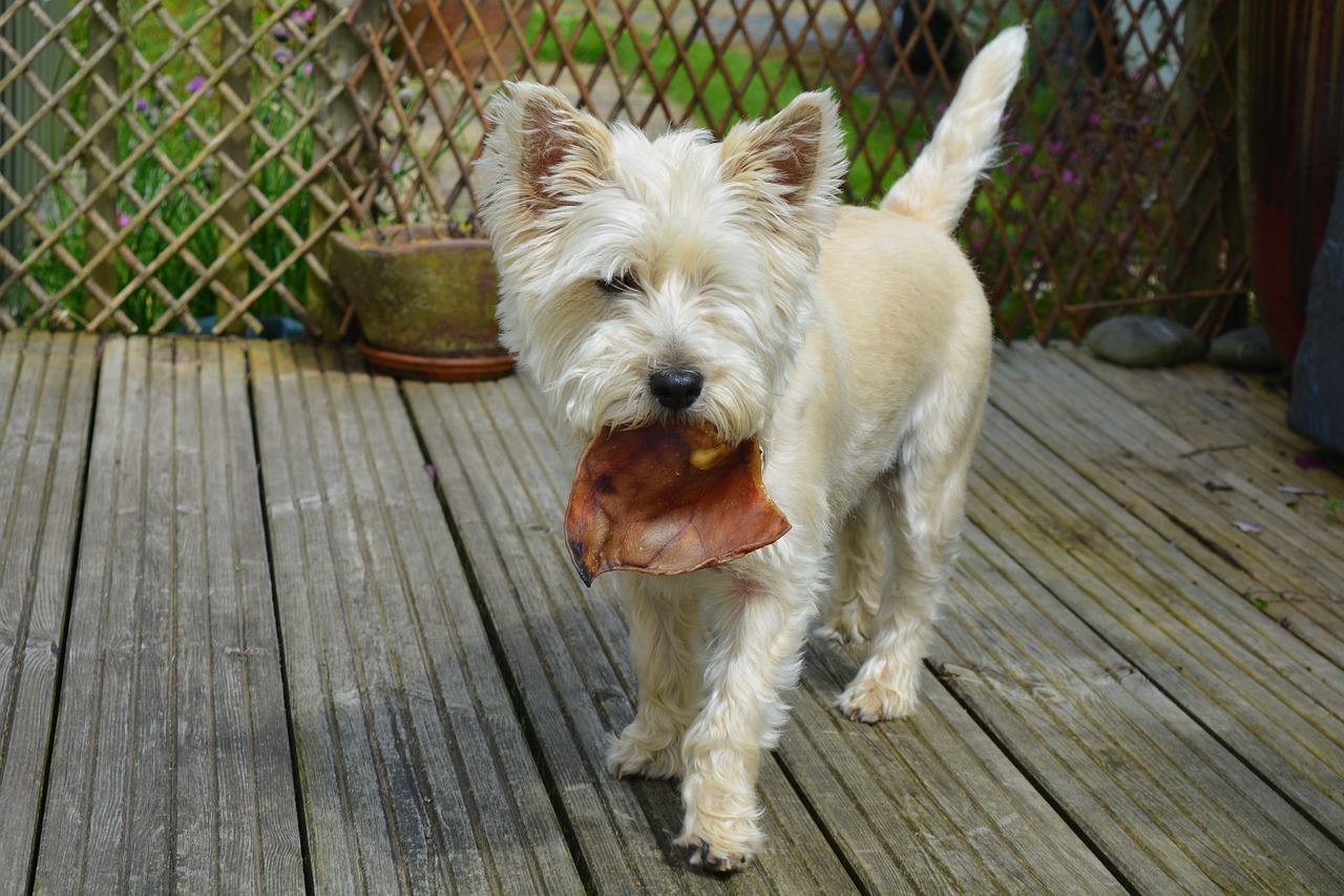 Dieta Barf para perros